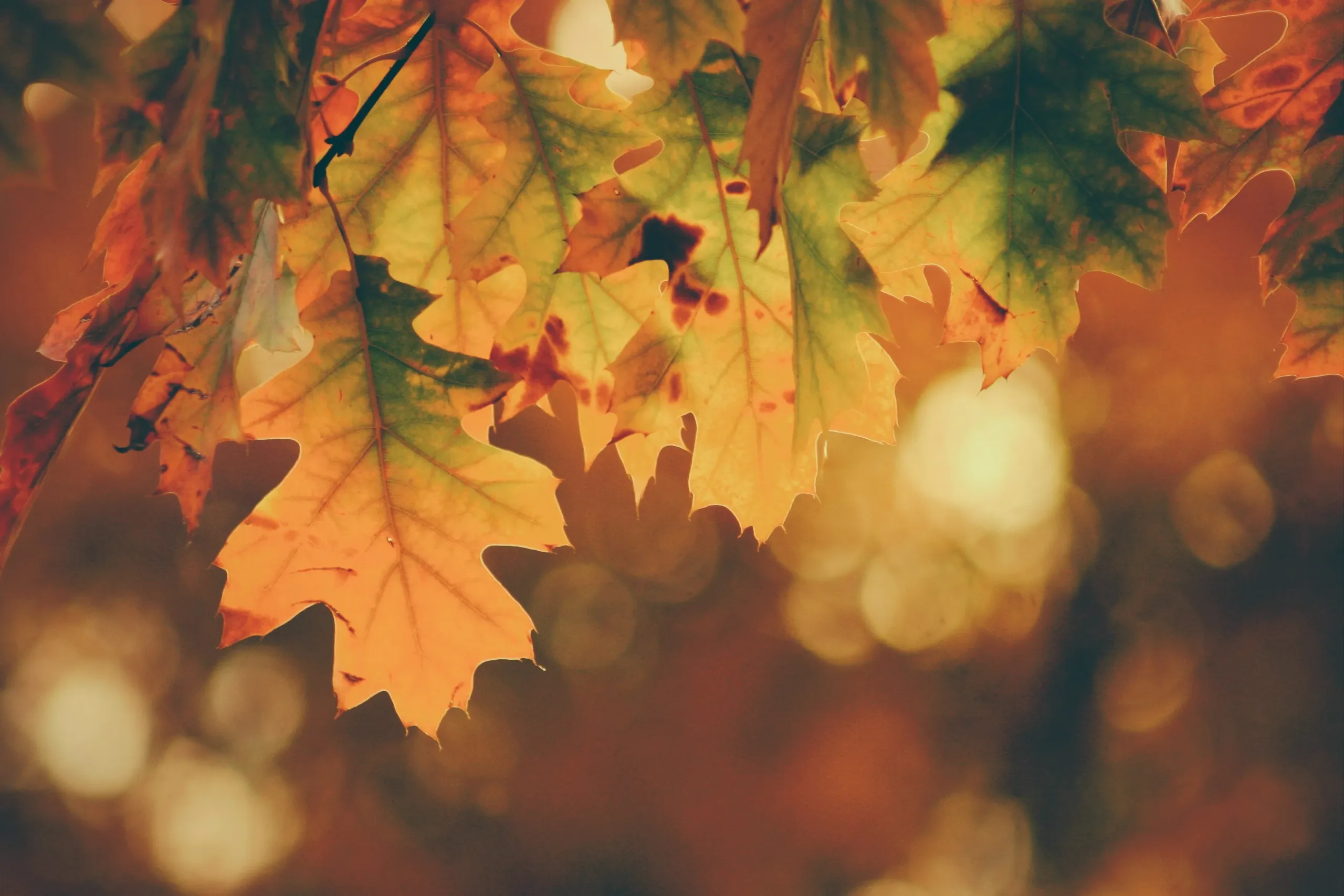 Herfst afbeelding